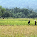 Tha Khaek Loop, Laos - Day 4 - Khoung Kong Leng lake (Evening Gong lake)