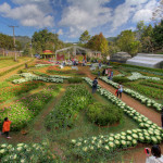 Doi Ang Khang Royal Agricultural Station, Chiang Mai province, Thailand