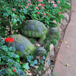 Doi Ang Khang Royal Agricultural Station, Chiang Mai province, Thailand