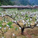 Doi Ang Khang Royal Agricultural Station, Chiang Mai province, Thailand