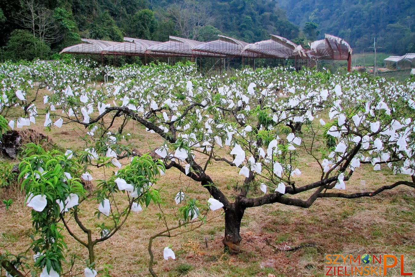 Doi Ang Khang Royal Agricultural Station, Chiang Mai province, Thailand