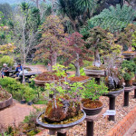 Doi Ang Khang Royal Agricultural Station, Chiang Mai province, Thailand