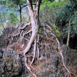 Doi Ang Khang Royal Agricultural Station, Chiang Mai province, Thailand