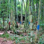 Doi Ang Khang Royal Agricultural Station, Chiang Mai province, Thailand