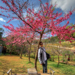 Doi Ang Khang Royal Agricultural Station, Chiang Mai province, Thailand