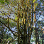 Doi Phahompok, Chiang Mai province, Thailand