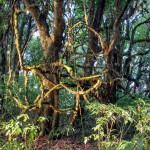 Doi Phahompok, Chiang Mai province, Thailand