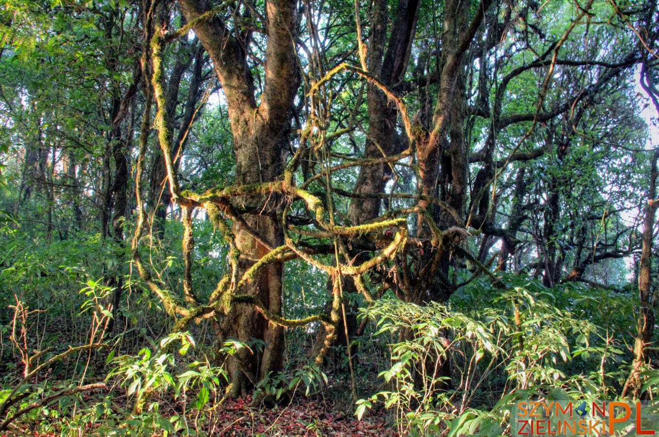 Doi Phahompok, Chiang Mai province, Thailand