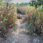 Doi Phahompok, Chiang Mai province, Thailand