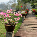 Doi Phahompok National Park, Chiang Mai province, Thailand