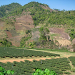 Doi Mae Salong, Chiang Rai province, Thailand - Doi Mae Salong, prowincja Chiang Rai, Tajlandia